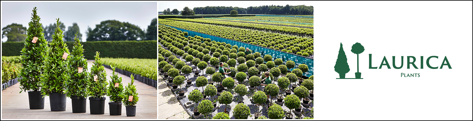 Topiary plants Belgium
